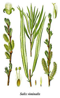 Salix Viminalis