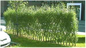 Энергетическая верба (Salix Viminalis)